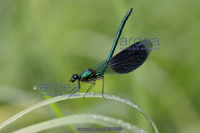 : Banded Demoiselle Damselfly - male resting on grass : Banded Demoiselle Damselfly - male resting on grass