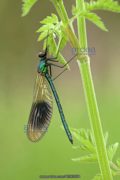 : Banded Demoiselle - damselfly resting on vegetation : Banded Demoiselle - damselfly resting on vegetation