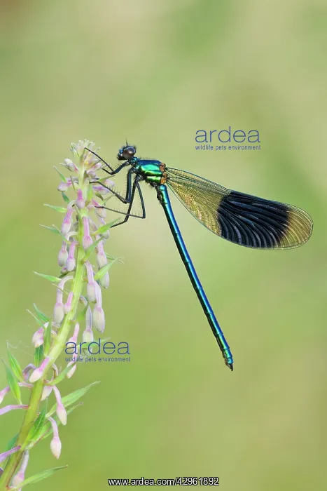 : Banded Demoiselle - damselfly resting on willowherb : Banded Demoiselle - damselfly resting on willowherb