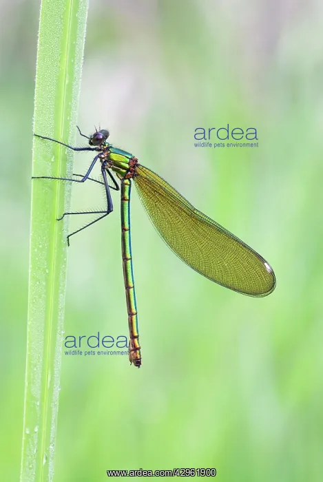 : Banded Demoiselle Damselfly - resting on yellow iris leaf : Banded Demoiselle Damselfly - resting on yellow iris leaf