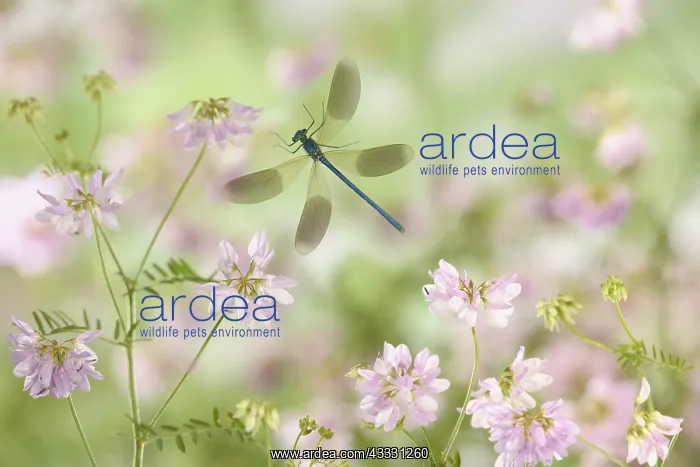  : Banded demoiselle flying in flowers France