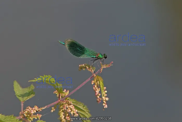 : Banded Demoiselle - male : Banded Demoiselle - male