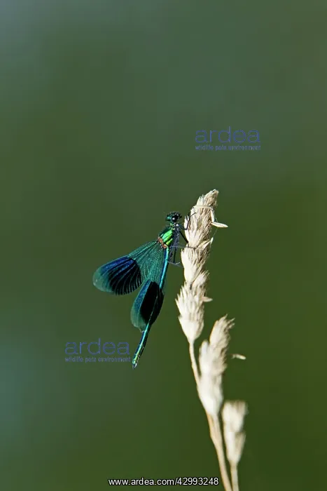 : Banded Demoiselle - male : Banded Demoiselle - male