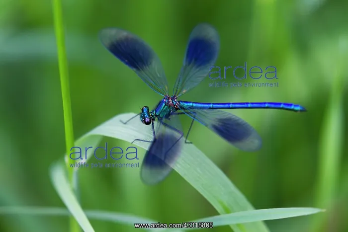 : Banded Demoiselle, male insect resting on grass : Banded Demoiselle, male insect resting on grass