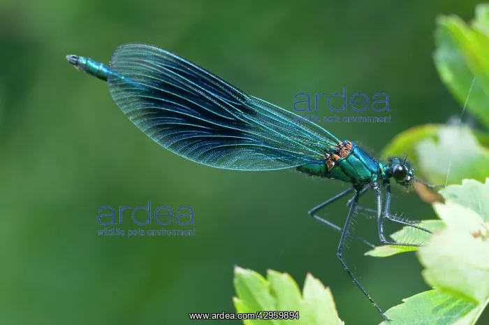 : The Banded Demoiselle - male resting on hawthorne leaves : The Banded Demoiselle - male resting on hawthorne leaves