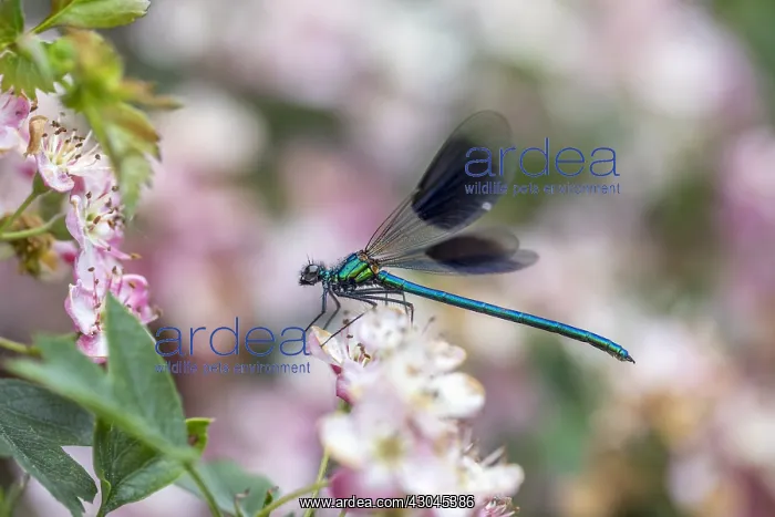 : Banded Demoiselle - Male - Surrey - UK : Banded Demoiselle - Male - Surrey - UK