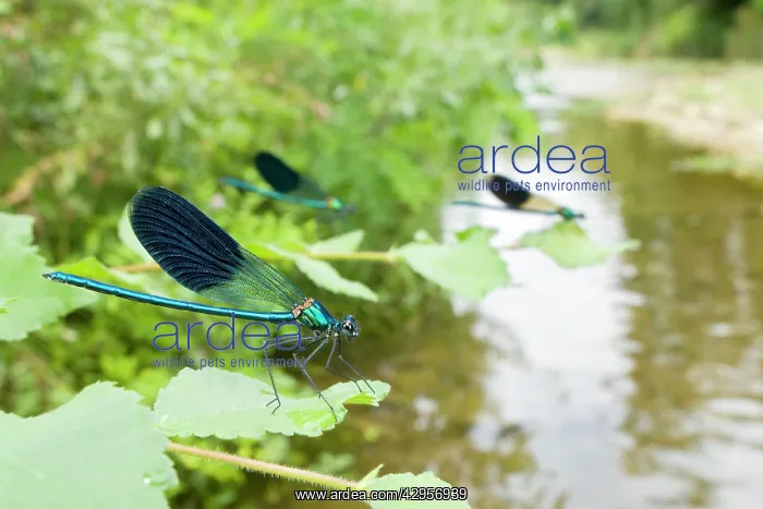  : Banded Demoiselle - males in their habitat