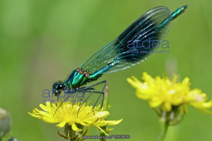 : The Banded Demoiselle - resting on yellow flower : The Banded Demoiselle - resting on yellow flower