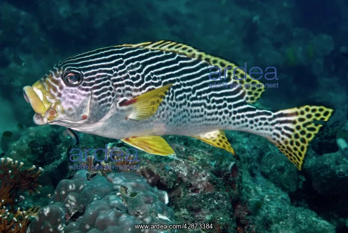 : Banded / Diagonal-banded Sweetlips - yawning : Banded / Diagonal-banded Sweetlips - yawning