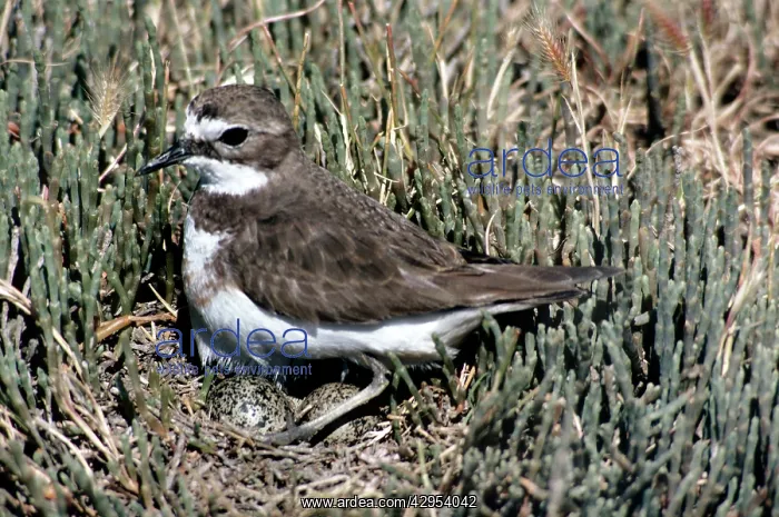 : Banded Dotterel / Double-banded Plover - female : Banded Dotterel / Double-banded Plover - female