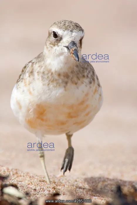 : Banded Dotterel or Mountain Plover - front portait : Banded Dotterel or Mountain Plover - front portait