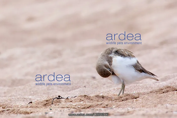 : Banded Dotterel or Mountain Plover - on sandy beach : Banded Dotterel or Mountain Plover - on sandy beach