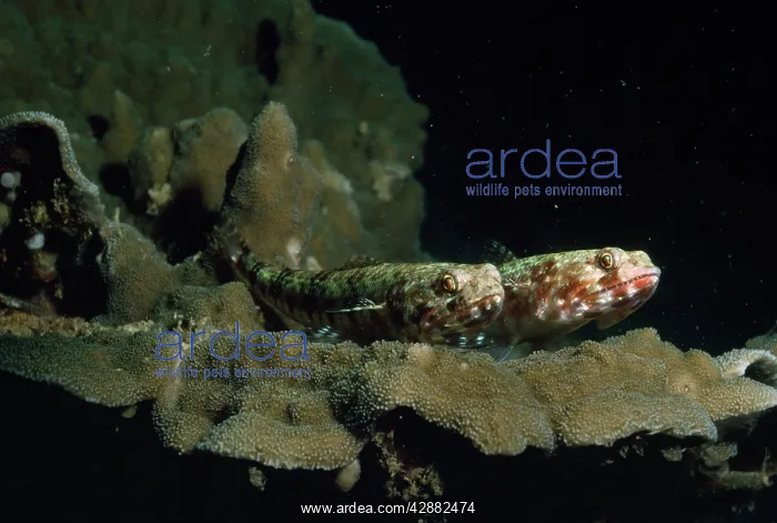  : Banded  /  Dragon Goby