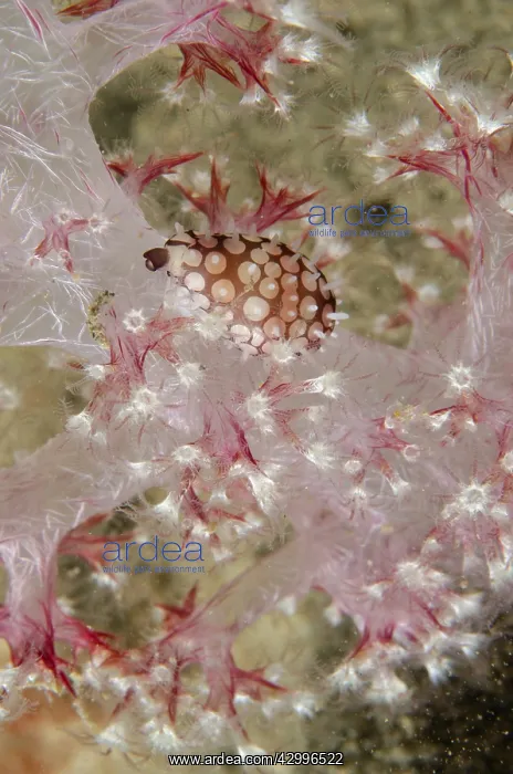 : Banded Egg Cowrie - on soft Glomerate Tree Coral : Banded Egg Cowrie - on soft Glomerate Tree Coral