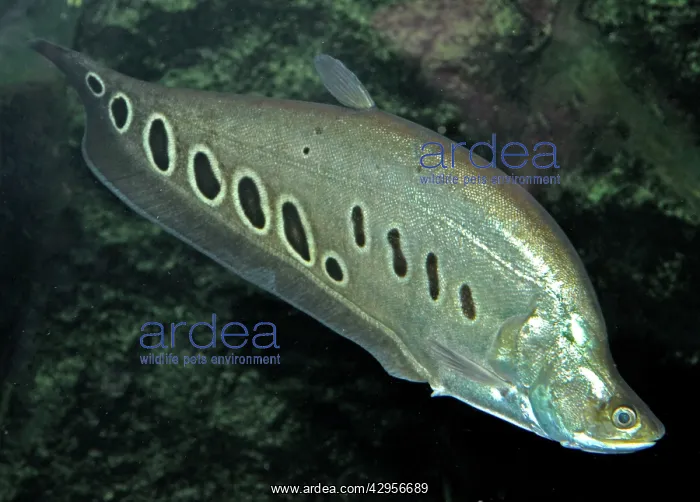 : Banded Featherback / Ghost Knife Fish : Banded Featherback / Ghost Knife Fish