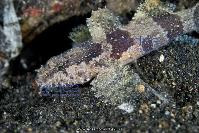  : Banded Flap-head Goby