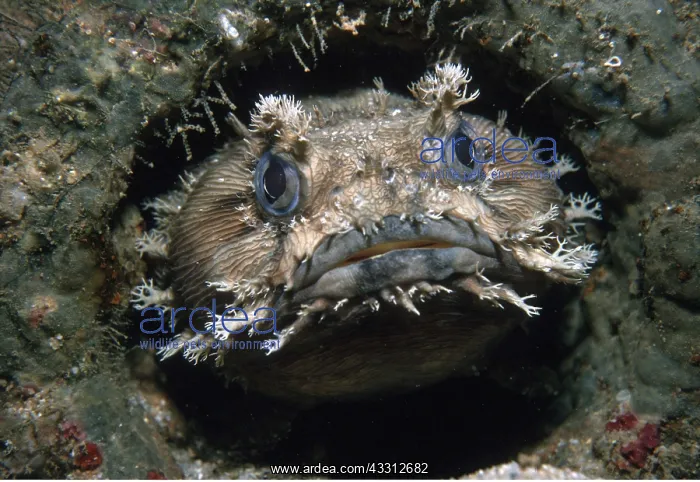 : BANDED FROGFISH - close up of head : BANDED FROGFISH - close up of head