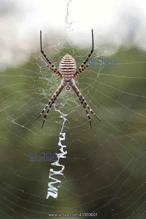 : Banded Garden Spider in web with stabilimentum - : Banded Garden Spider in web with stabilimentum -