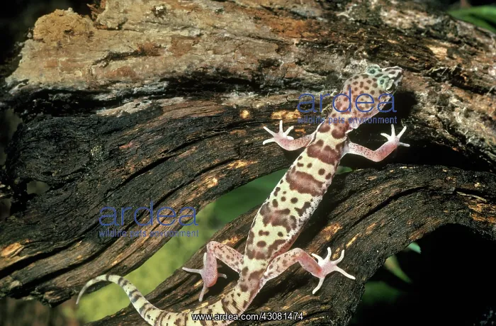 : Banded Gecko : Banded Gecko