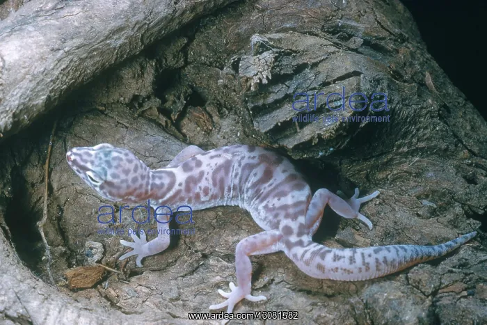: Banded Gecko : Banded Gecko
