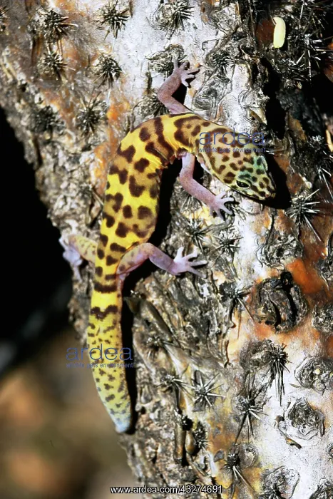 : Banded gecko (Coleonyx variegatus) - Arizona - Sonoran Deser : Banded gecko (Coleonyx variegatus) - Arizona - Sonoran Deser