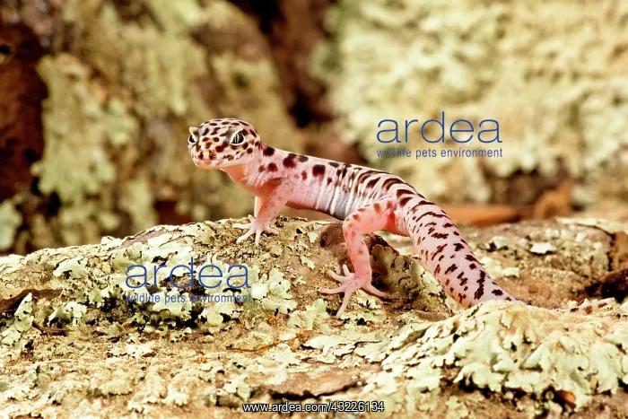 : Banded Gecko, Coleonyx variegatus, South : Banded Gecko, Coleonyx variegatus, South