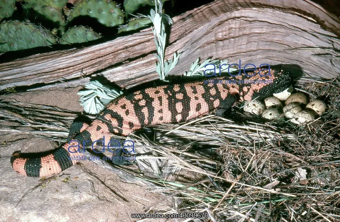 : Banded Gila Monster : Banded Gila Monster