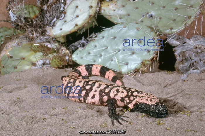 : Banded Gila Monster : Banded Gila Monster