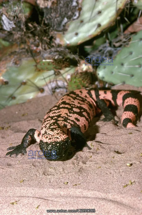 : Banded Gila Monster : Banded Gila Monster