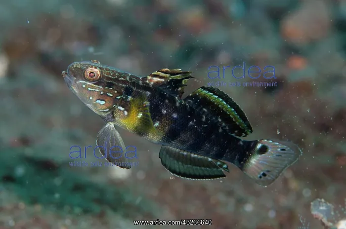 : Banded Goby - Batu Niti dive site, Seraya, Kubu : Banded Goby - Batu Niti dive site, Seraya, Kubu