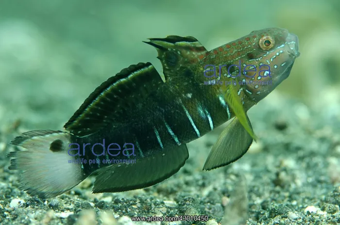 : Banded Goby Serena Besar dive site, Lembeh Straits : Banded Goby Serena Besar dive site, Lembeh Straits