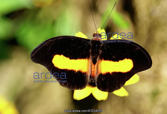: Banded Grecian Shoemaker Butterfly : Banded Grecian Shoemaker Butterfly