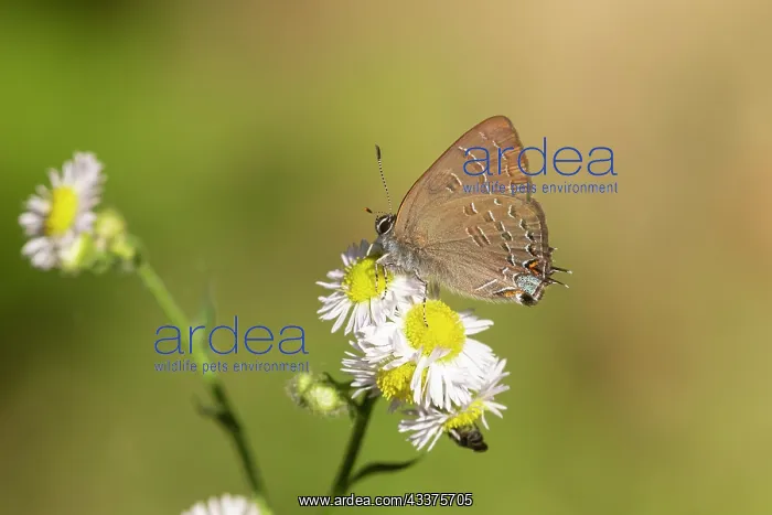  : Banded Hairstreak (Satryium calanus) Marion County