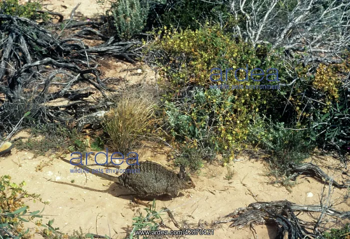 : Banded hare-Wallaby - Tagged : Banded hare-Wallaby - Tagged