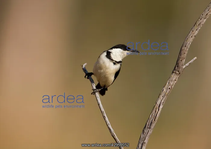 : Banded Honeyeater - immature : Banded Honeyeater - immature