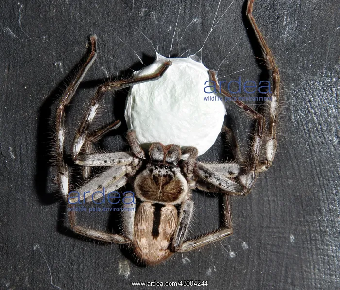 : Banded Huntsman Spider female with egg coccoon : Banded Huntsman Spider female with egg coccoon