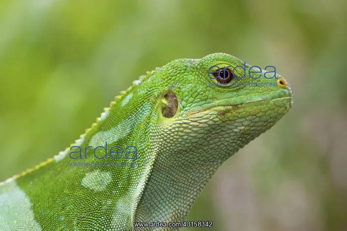 : Banded Iguana : Banded Iguana