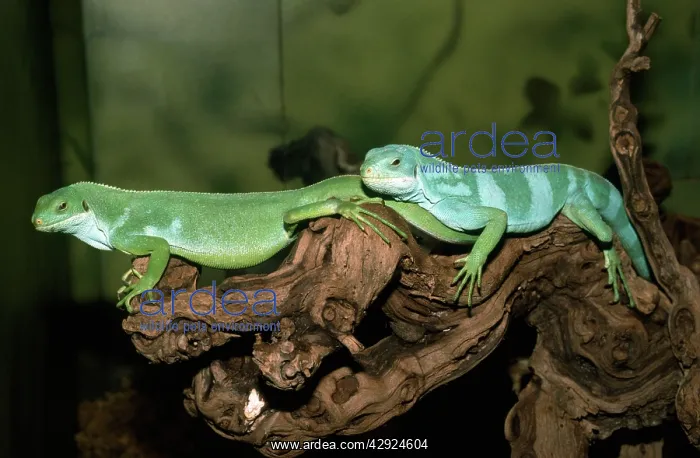 : Banded Iguanas - male and female - showing sexual : Banded Iguanas - male and female - showing sexual