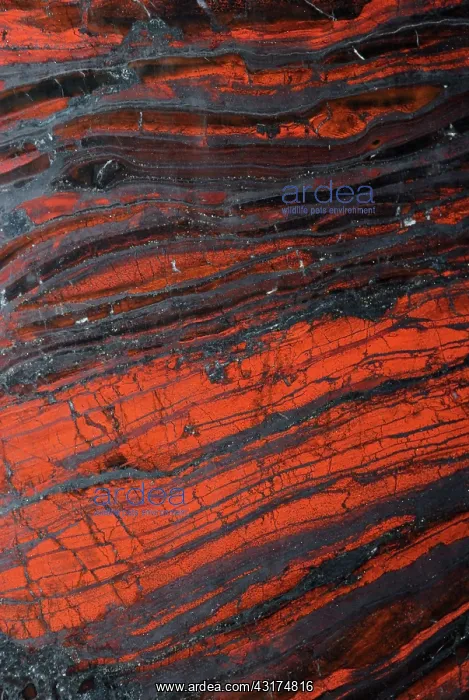 : Banded Iron Formation : Banded Iron Formation