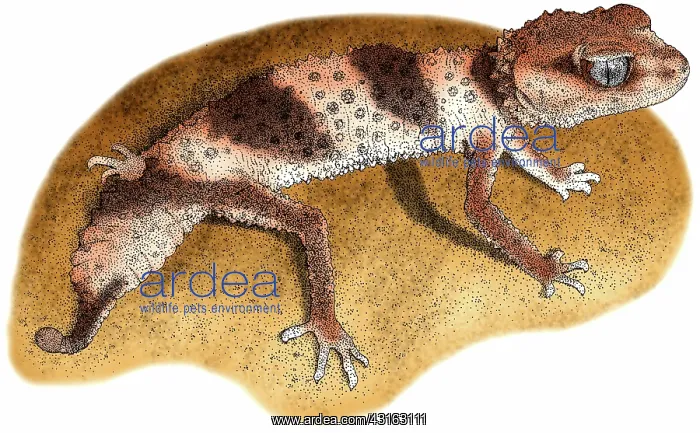 : Banded Knob Tailed Gecko : Banded Knob Tailed Gecko