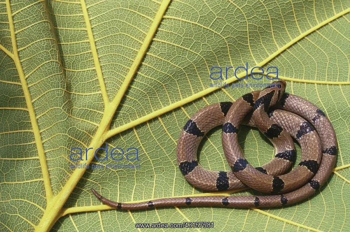 : Banded Krait : Banded Krait