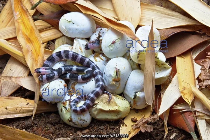: Banded Krait (Bungarus candidus), hatching, Thailand : Banded Krait (Bungarus candidus), hatching, Thailand
