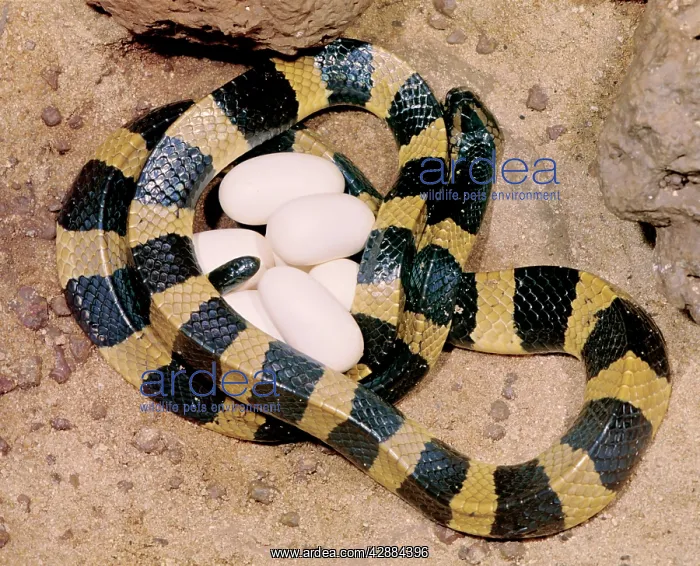 : Banded Krait - female with eggs : Banded Krait - female with eggs
