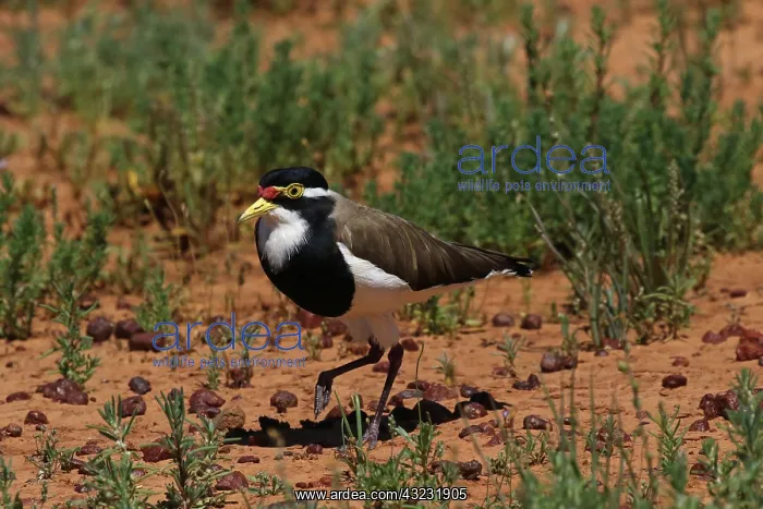: Banded Lapwing : Banded Lapwing