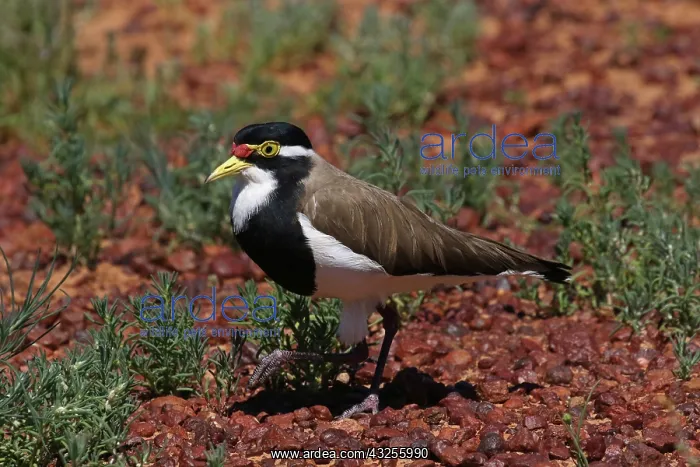 : Banded Lapwing : Banded Lapwing