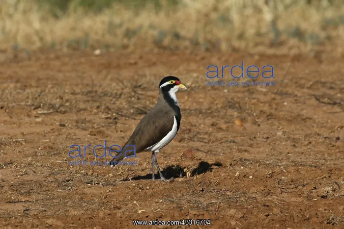  : Banded Lapwing