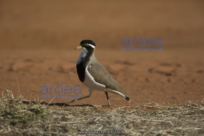 : Banded Lapwing - Walking briskly along the edge : Banded Lapwing - Walking briskly along the edge