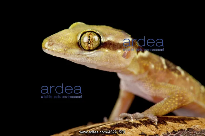 : Banded leaf-toed gecko (Hemidactylus fasciatus) : Banded leaf-toed gecko (Hemidactylus fasciatus)
