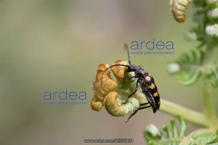 : Four Banded Longhorn Beetle : Four Banded Longhorn Beetle