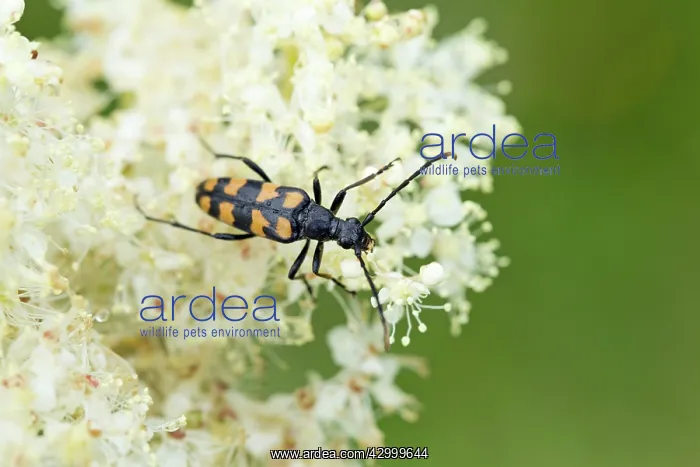 : Four Banded Longhorn Beetle - Summer : Four Banded Longhorn Beetle - Summer